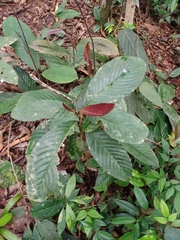 Tetracera