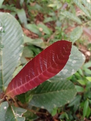 Tetracera