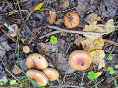 Tricholoma fulvum