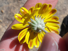 Euryops othonnoides