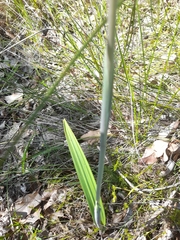 Thelymitra macrophylla