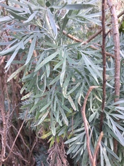 Agromyzidae