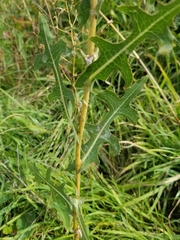 Lactuca serriola
