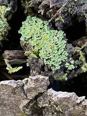 Cladonia chlorophaea