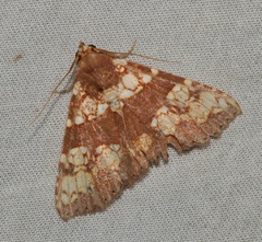 Saroba pustulifera