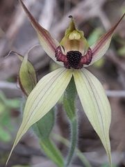 Caladenia macrostylis