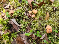 Cudonia circinans