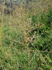 Lactuca serriola
