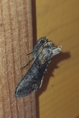Abrostola asclepiadis
