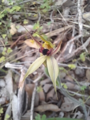 Caladenia macrostylis