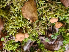 Cudonia circinans