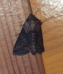 Abrostola asclepiadis