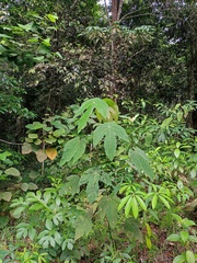 Macaranga triloba