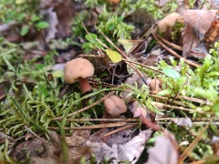 Cudonia circinans