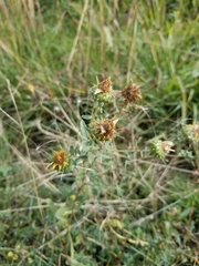 Grindelia squarrosa