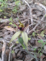 Caladenia macrostylis