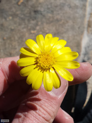 Euryops othonnoides