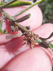 Trigonomyia cristata