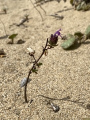 Monardella sinuata nigrescens
