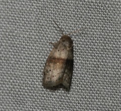 Stictane rectilinea chinesica