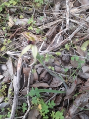Caladenia macrostylis