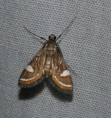 Strepsinoma croesusalis