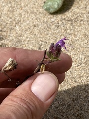 Monardella sinuata nigrescens