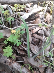 Caladenia macrostylis