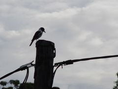 Cracticus nigrogularis