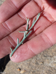 Euryops othonnoides
