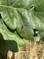 Vespula vulgaris