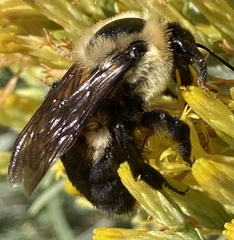 Bombus griseocollis