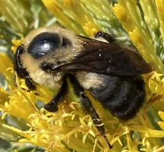 Bombus griseocollis
