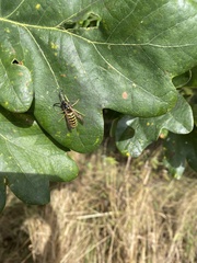 Vespula vulgaris