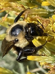 Bombus griseocollis