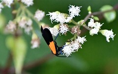 Lycomorpha pholus