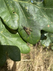 Vespula vulgaris