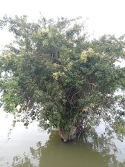 Terminalia