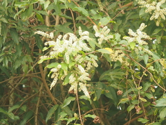 Terminalia