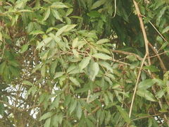Terminalia
