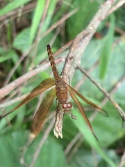 Neurothemis fluctuans