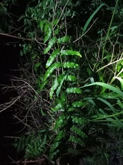 Ampelopteris prolifera