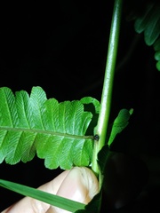 Ampelopteris prolifera