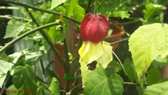 Callianthe megapotamica