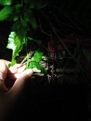 Ampelopteris prolifera