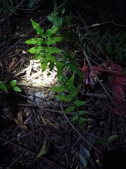 Ampelopteris prolifera