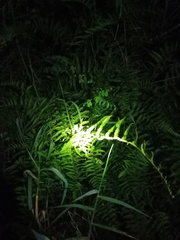 Ampelopteris prolifera