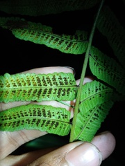 Ampelopteris prolifera