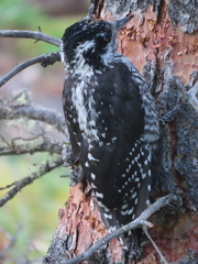 Picoides dorsalis