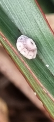 Ceroplastes